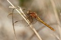 J14_1320 Orthetrum coerulescens